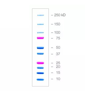 1610394 Precision Plus Protein 双色预染蛋白分子量标准 - bio-rad/伯乐