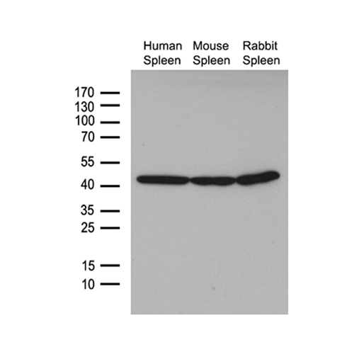 TA811000 beta Actin 小鼠单克隆抗体 - OriGene