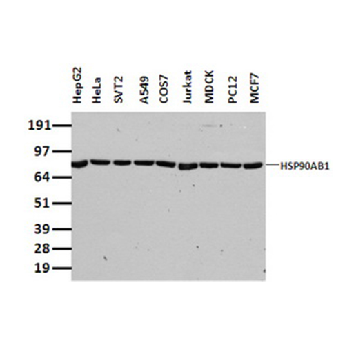TA500494 HSP90AB1 小鼠单克隆抗体 - OriGene