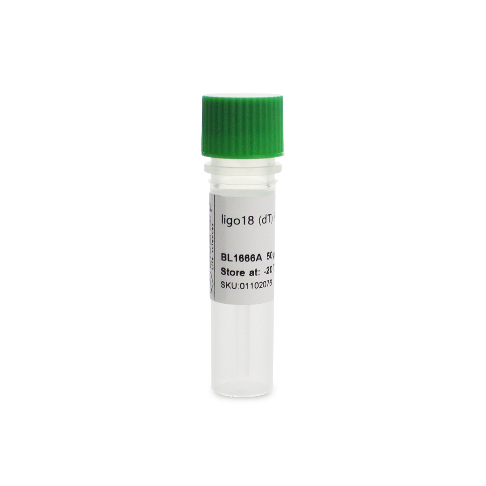 BL1666A Oligo18 (dT) 引物
