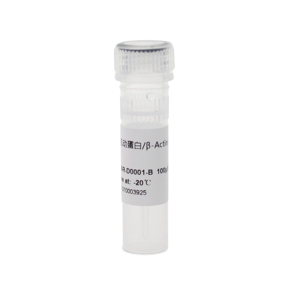 BOAR-D0001-B β-Actin Rabbit Polyclonal 内参抗体 - Biosharp/白鲨