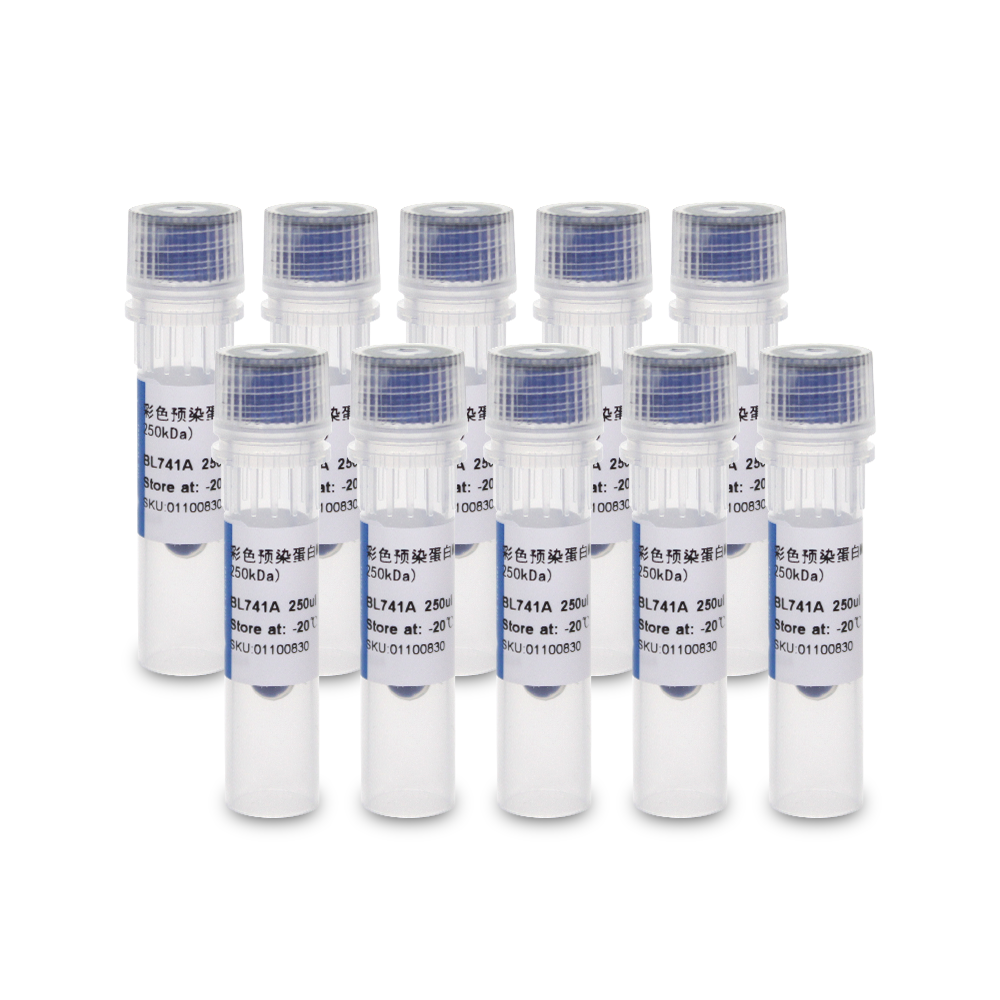 BL741C 彩色预染蛋白Marker（10-250kDa）