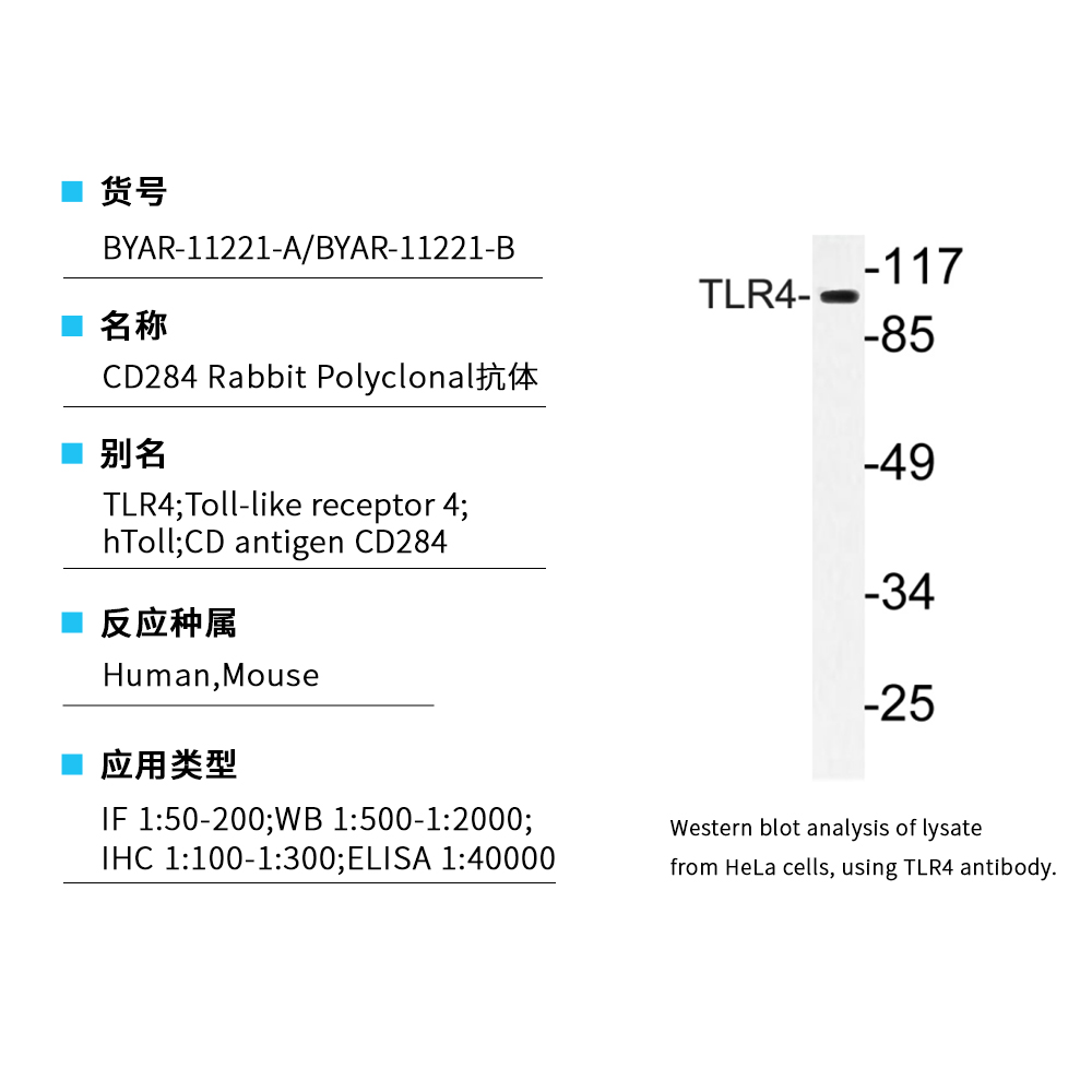 BYAR-11221-B CD284 Rabbit Polyclonal抗体 - Biosharp/白鲨