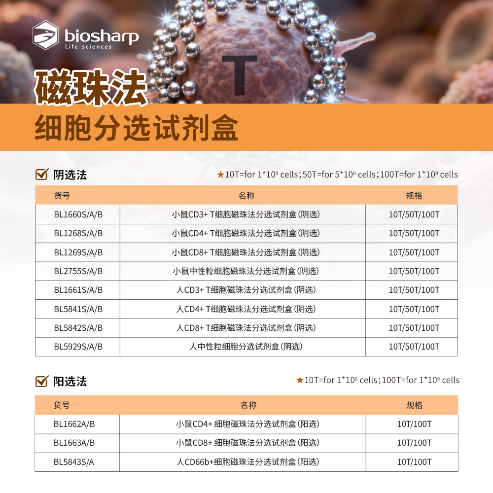 BL5843A 人CD66b+细胞磁珠法分选试剂盒（阳选） - Biosharp/白鲨