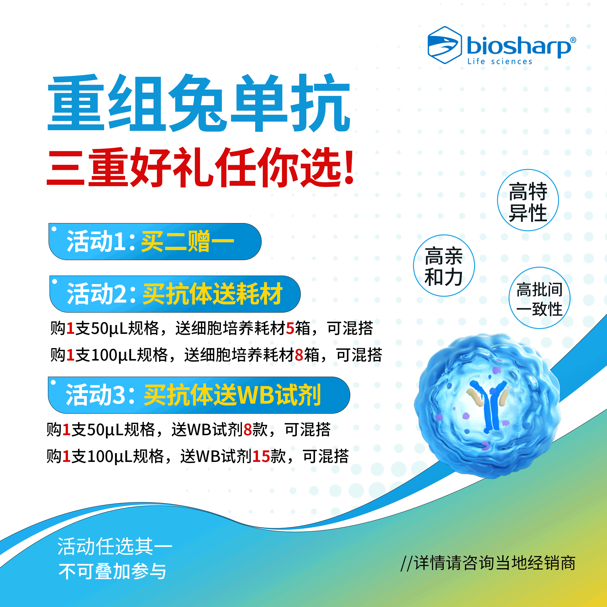 BIAR-00926-B 重组Anti-Ezrin/Radixin/Moesin (Phospho Thr567/Thr564/Thr558) Rabbit Monoclonal抗体 - Biosharp/白鲨