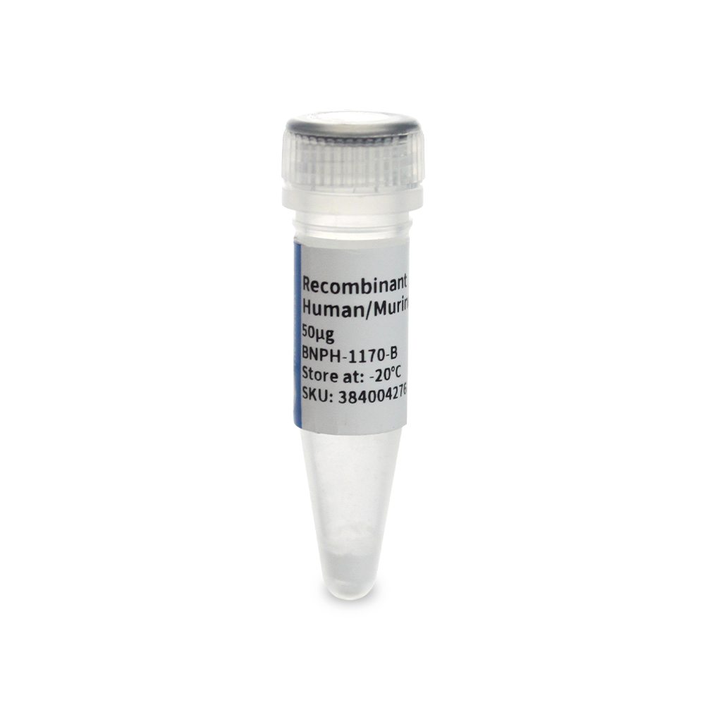 BNPH-1170-B 重组人/Murine/大鼠 BDNF蛋白 - Biosharp/白鲨