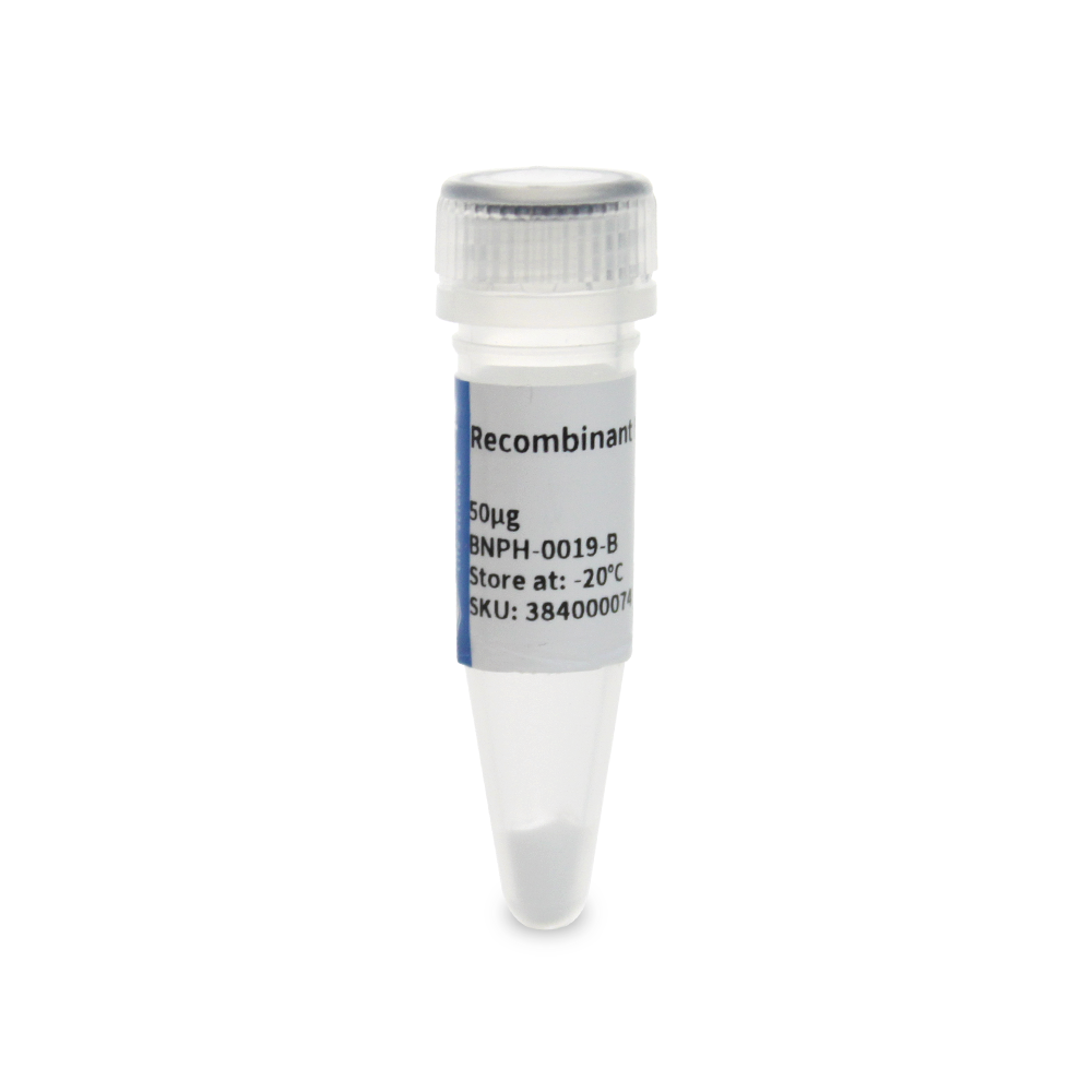 BNPH-0019-B 重组人 IL-2蛋白 - Biosharp/白鲨