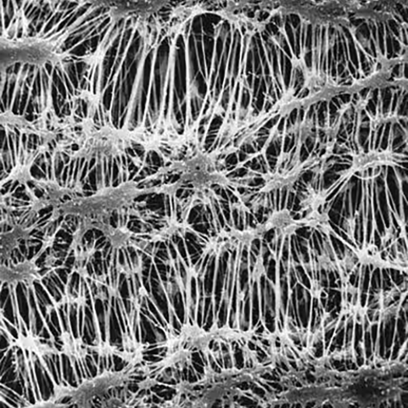 FGLP04700 Fluoropore膜滤器 0.22 μm - MerckMillipore/默克密理博
