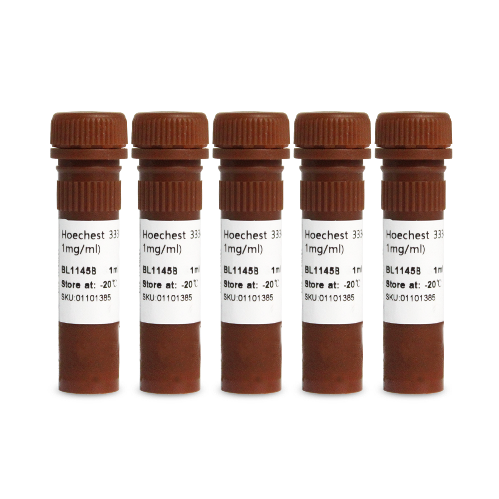BL1145C Hoechst 33342细胞染色液(100x, 1mg/mL) - Biosharp/白鲨