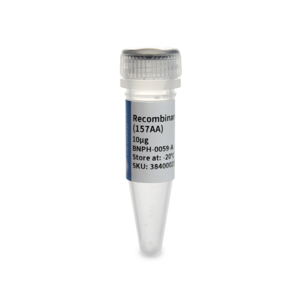 BNPH-0059-A 重组人 FGFb蛋白(157AA) - Biosharp/白鲨