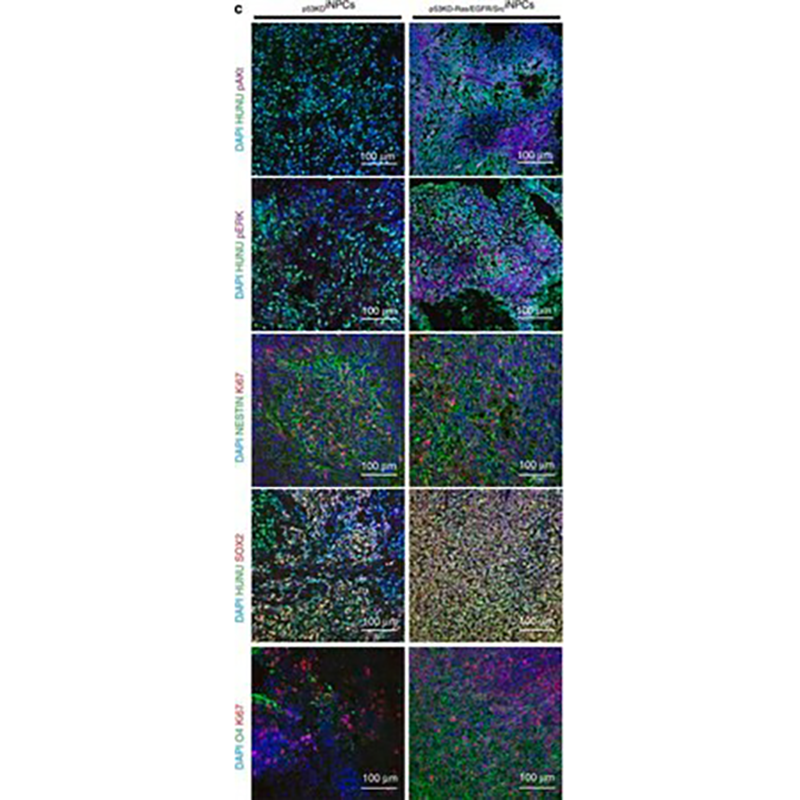 MAB345 Anti-O4抗体 克隆81 - MerckMillipore/默克密理博