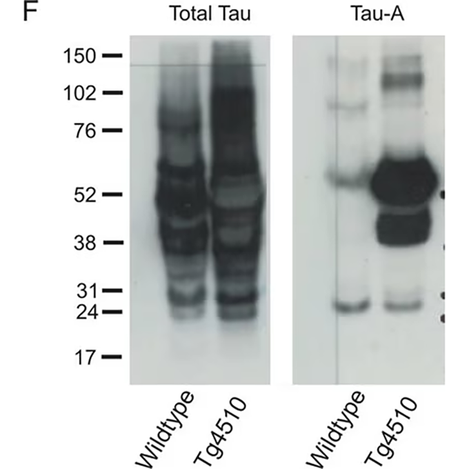 MAB3420 试剂ANTI-TAU (MAPT) Antibody - MerckMillipore/默克密理博