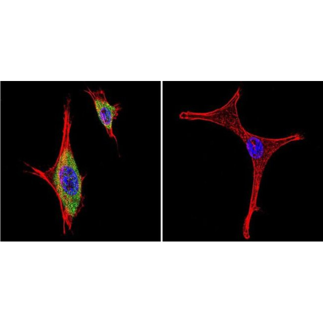 PA1036 抗体iNOS Polyclonal Antibody - Gibco