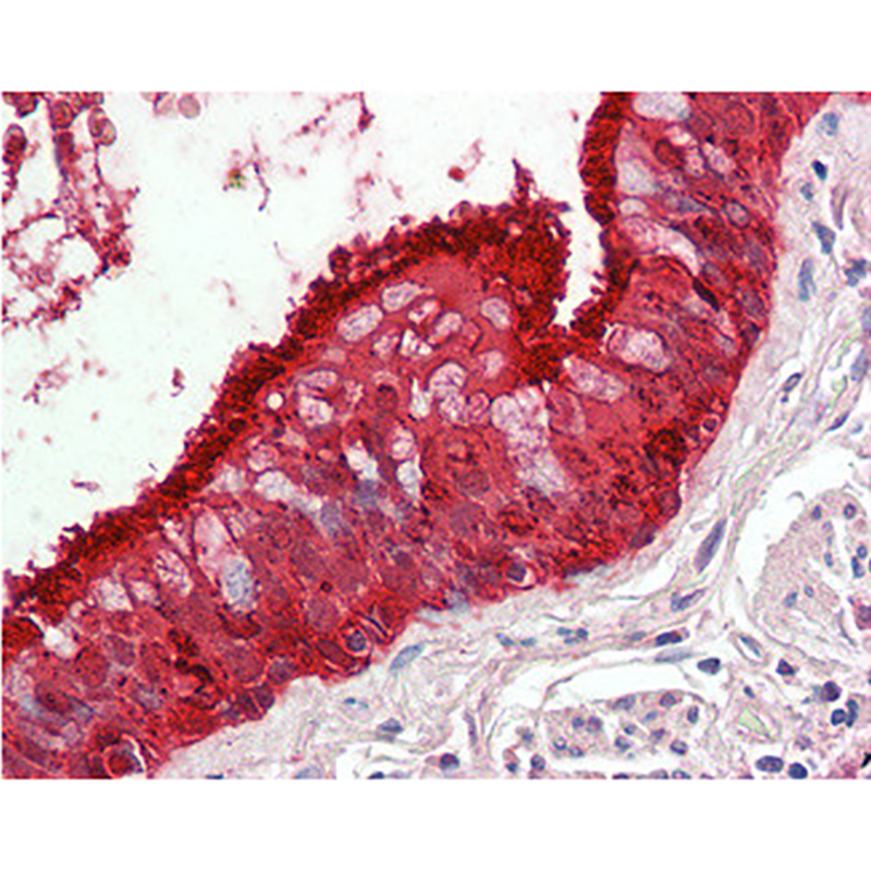 PA5-19326 抗体ALDH3A1 Polyclonal Antibody - Gibco
