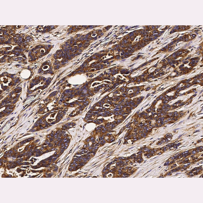 MA5-29093 抗体CD164 Monoclonal Antibody (5) - Gibco