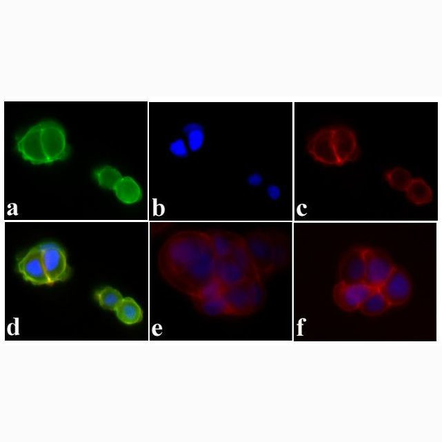 44804G 试剂Phospho-IR/IGF1R (Tyr1162 Tyr1163) Polyclonal Antibody - Gibco
