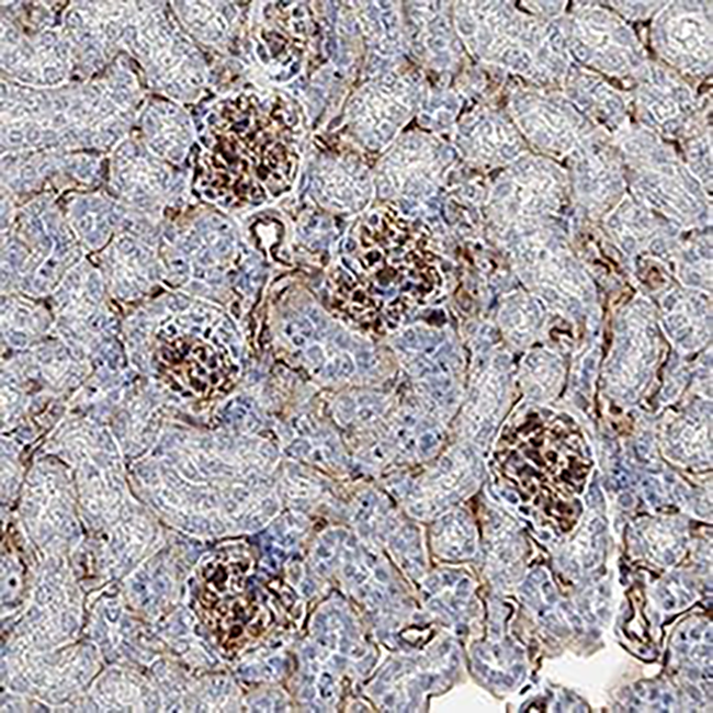 PA5-48019 抗体ESAM Polyclonal Antibody - Gibco