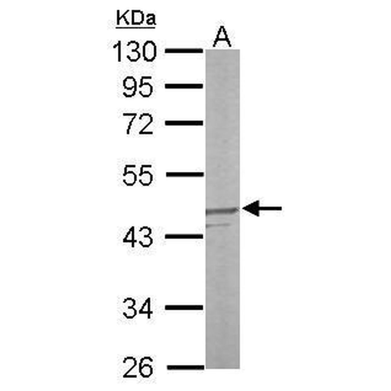 PA522162 抗体ANTI-MKP-3 - Gibco