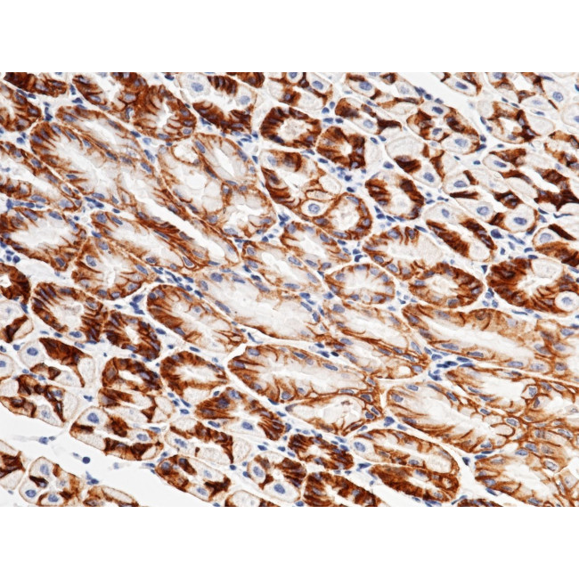 MA529696 试剂CAR Monoclonal Antibody - Gibco