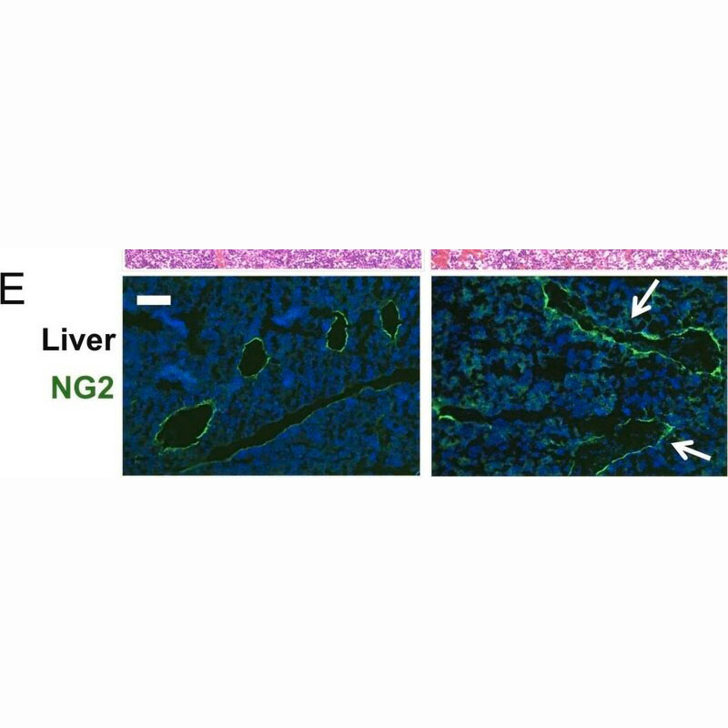 AB5320 试剂Anti-CSPG4 Antibody