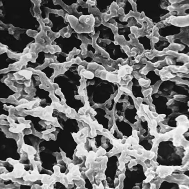 SCWP02500 MCE膜滤器 8.0μm孔径 - MerckMillipore/默克密理博