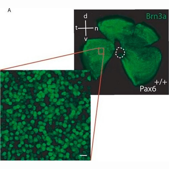 MAB1585 抗Brn-3a抗体 POU域蛋白 克隆5A3.2 - MerckMillipore/默克密理博