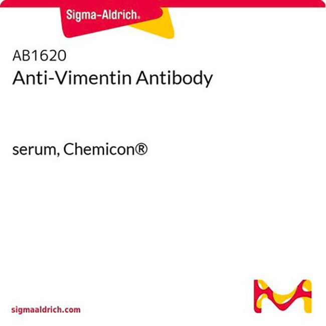 AB1620 试剂Anti-Vimentin Antibody - MerckMillipore/默克密理博