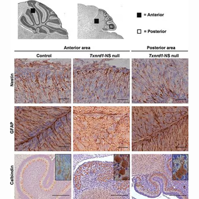 MAB353 抗Nestin抗体,克隆rat-401 - MerckMillipore/默克密理博