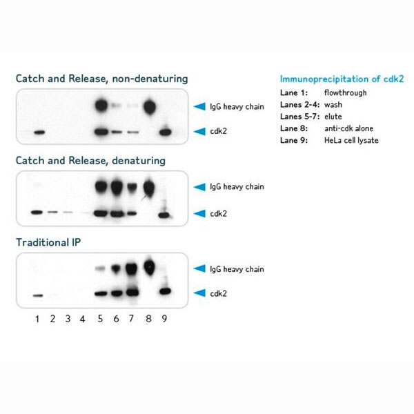 17-500 Catch and Release v2.0可逆免疫沉淀系统 - MerckMillipore/默克密理博