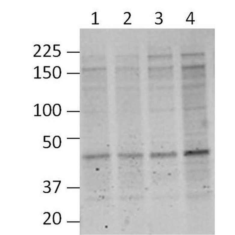 MA1-072 O-连接 N-乙酰氨基葡萄糖 （O-GlcNAc） 单克隆抗体 （RL2） - Invitrogen