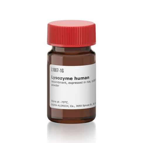 L1667-1G 溶菌酶 人 - Sigma-aldrich/西格玛
