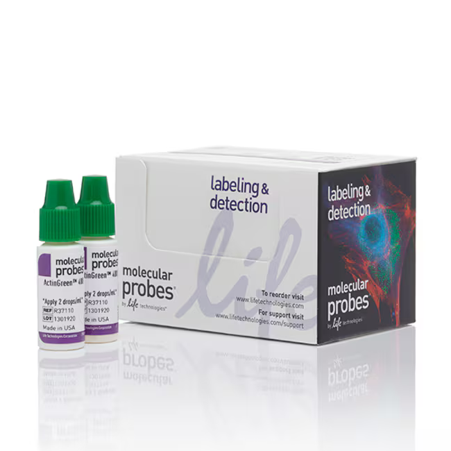 R37110 试剂ActinGreen 488 ReadyProbes Reagent - Gibco