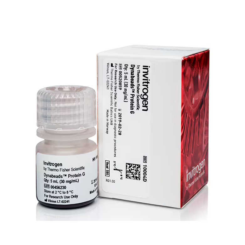 10004D 用于免疫沉淀的 免疫磁珠 蛋白 G - Invitrogen