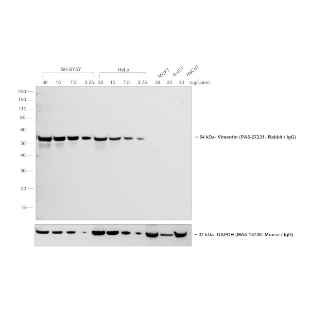A16110 二抗 - Invitrogen