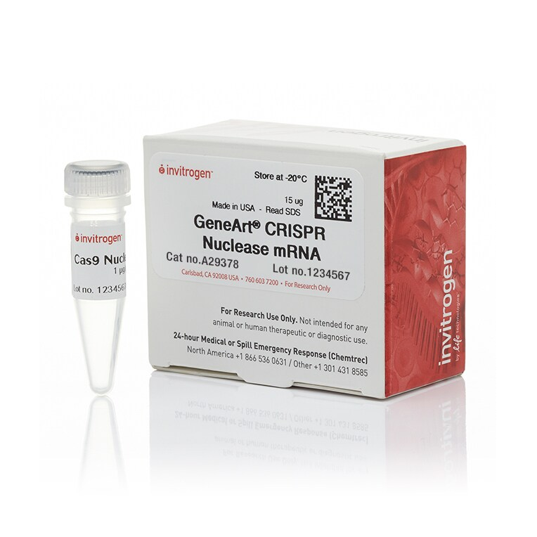 A29378 CRISPR 核酸酶 mRNA - Invitrogen