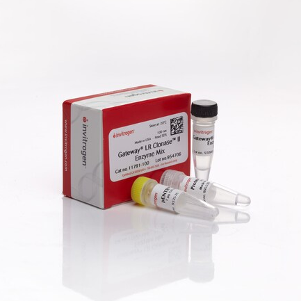 11791-100 试剂Gateway LR Clonase II Enzyme mix - Invitrogen