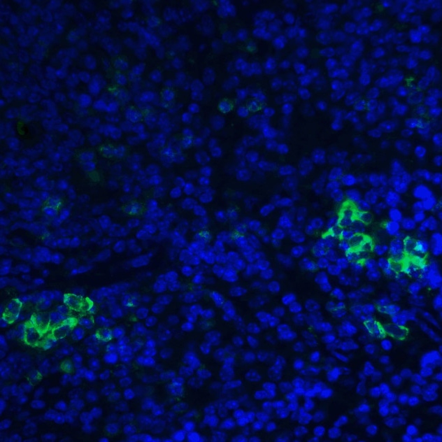 PA5-20183 一抗TLR3 Polyclonal Antibody - Invitrogen