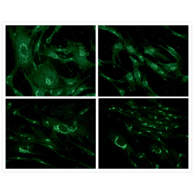 F2761 抗体FLUORESCEIN GOAT ANTI-MOU - Invitrogen