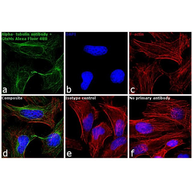 A11017 二抗ALEXA FLUOR 488 F(AB) - Invitrogen