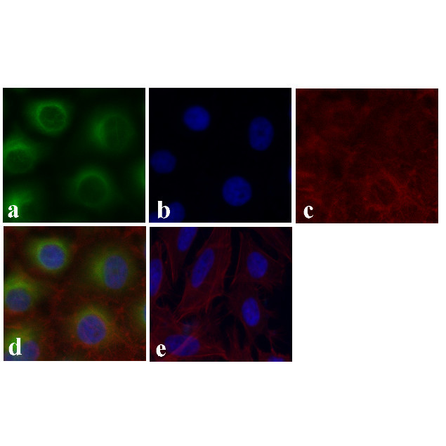 32-2700 乙酰基α微管蛋白（Lys40）单克隆抗体（6-11B-1） - Invitrogen
