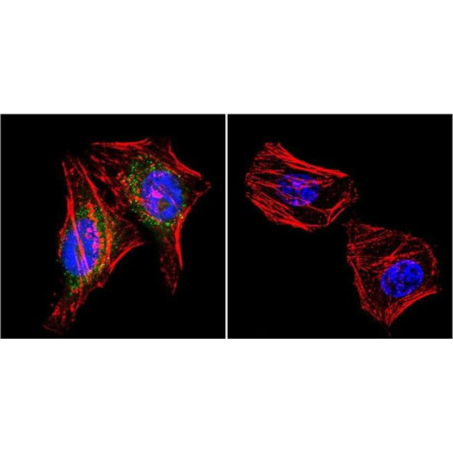 MA1-046 PSD-95 EA抗体 - Invitrogen