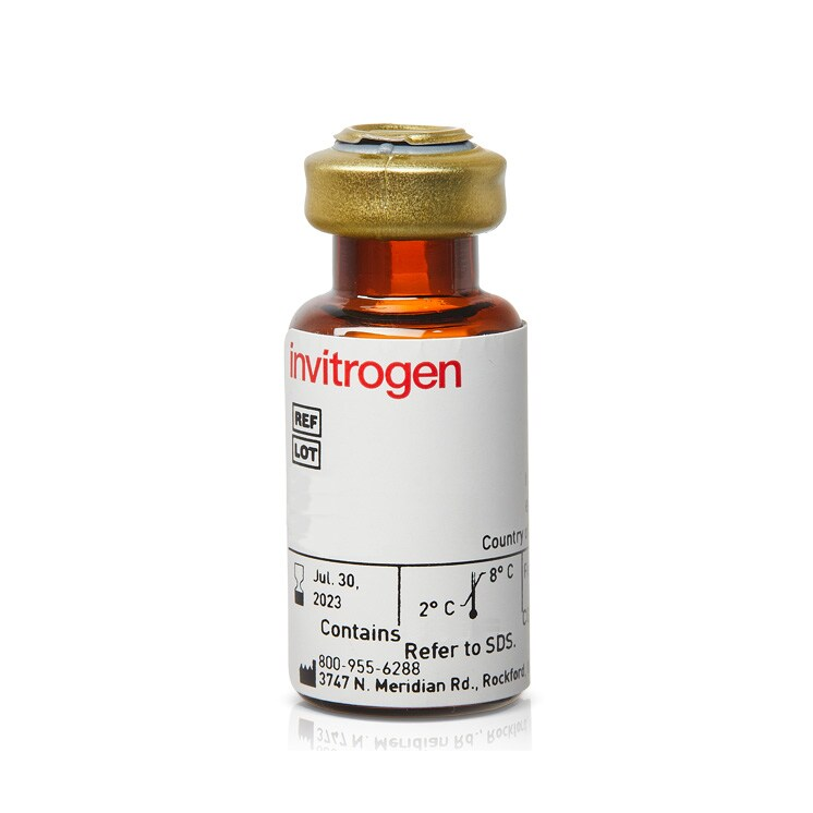 434301 链霉亲和素 - Invitrogen