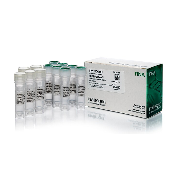 AM2239 试剂DNase (2 U/μL) - Invitrogen