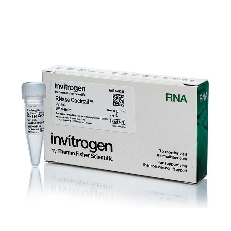 AM2286 RNase Cocktail 酶混合物 - Invitrogen