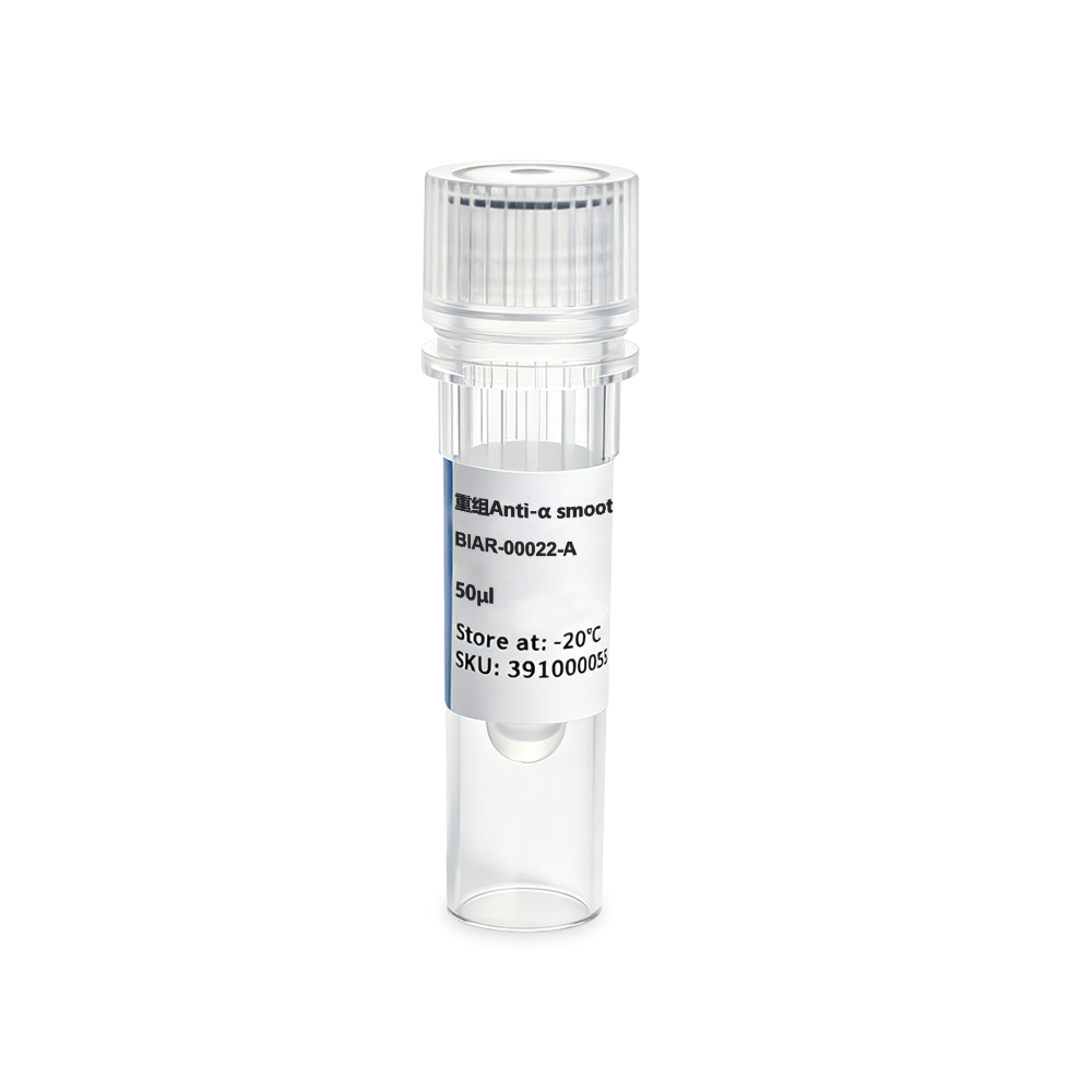 BIAR-00022-A 重组Anti-α smooth muscle actin Rabbit Monoclonal抗体 - Biosharp/白鲨
