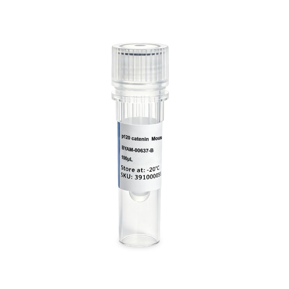 BYAM-00637-B p120 catenin Mouse Monoclonal 抗体 - Biosharp/白鲨
