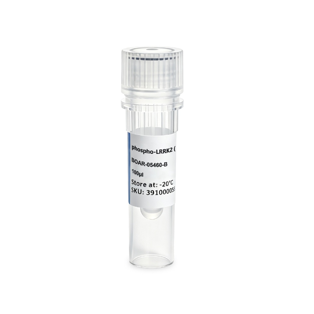 BOAR-05460-B phospho-LRRK2 (Thr1410) Rabbit Polyclonal抗体