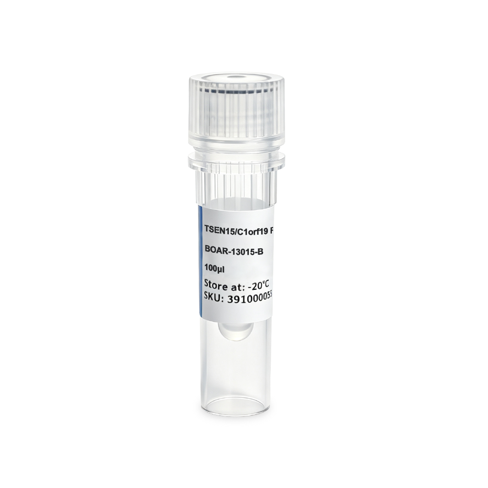 BOAR-13015-B TSEN15/C1orf19 Rabbit Polyclonal抗体